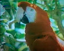 Os grandes debates da Constituinte: Meio Ambiente